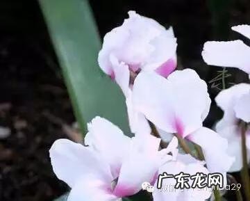 庭院风水树木 居家风水花草树木