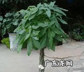 庭院风水树木 居家风水花草树木