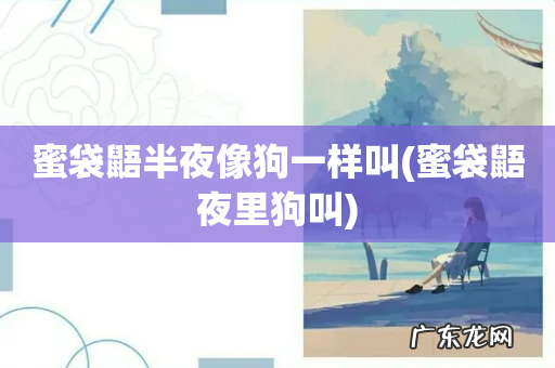 蜜袋鼯夜里狗叫 蜜袋鼯半夜像狗一样叫