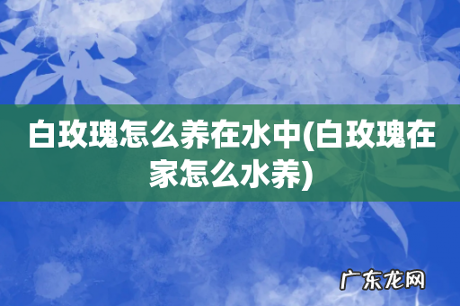 白玫瑰在家怎么水养 白玫瑰怎么养在水中