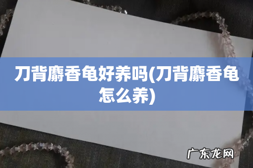刀背麝香龟怎么养 刀背麝香龟好养吗