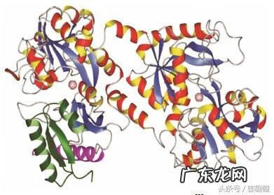 乳铁蛋白奶粉真的好吗 大人乳铁蛋白真的能提高免疫力吗