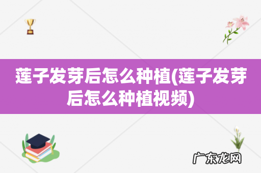 莲子发芽后怎么种植视频 莲子发芽后怎么种植
