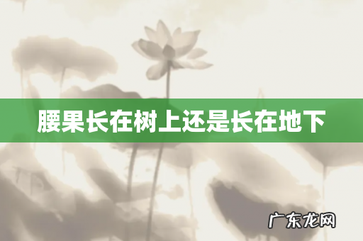 腰果长在树上还是长在地下