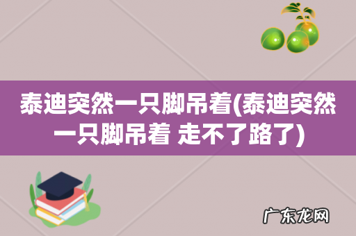 泰迪突然一只脚吊着 走不了路了 泰迪突然一只脚吊着