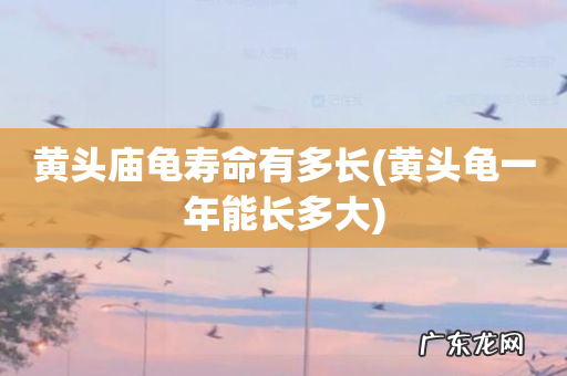 黄头龟一年能长多大 黄头庙龟寿命有多长