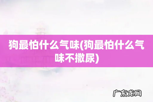 狗最怕什么气味不撒尿 狗最怕什么气味