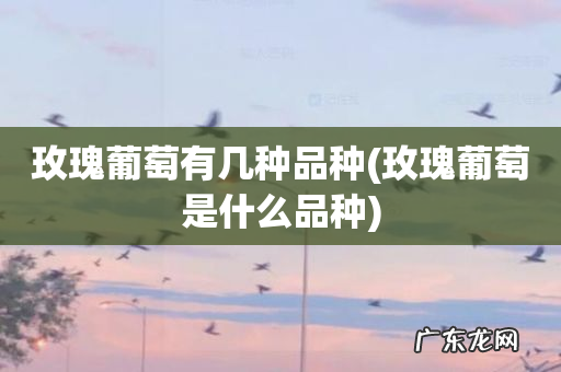 玫瑰葡萄是什么品种 玫瑰葡萄有几种品种