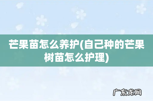 自己种的芒果树苗怎么护理 芒果苗怎么养护