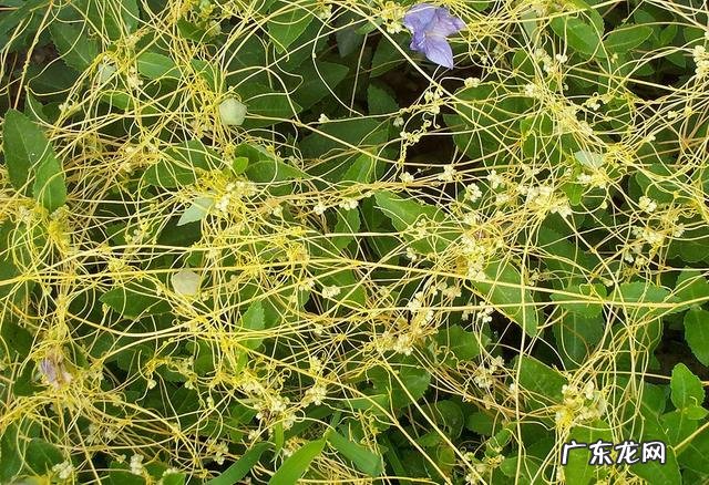 菟丝子丸功效作用 菟丝子丸的组成