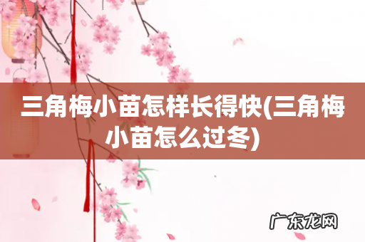 三角梅小苗怎么过冬 三角梅小苗怎样长得快