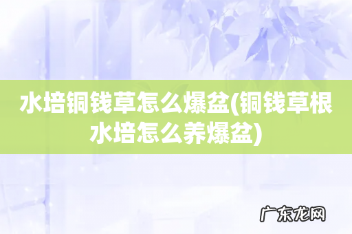 铜钱草根水培怎么养爆盆 水培铜钱草怎么爆盆