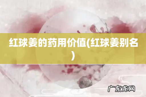 红球姜别名 红球姜的药用价值