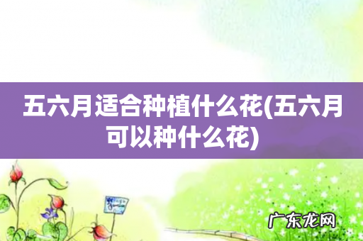 五六月可以种什么花 五六月适合种植什么花