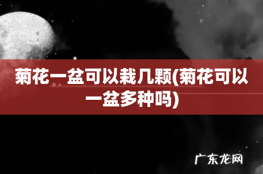 菊花可以一盆多种吗 菊花一盆可以栽几颗