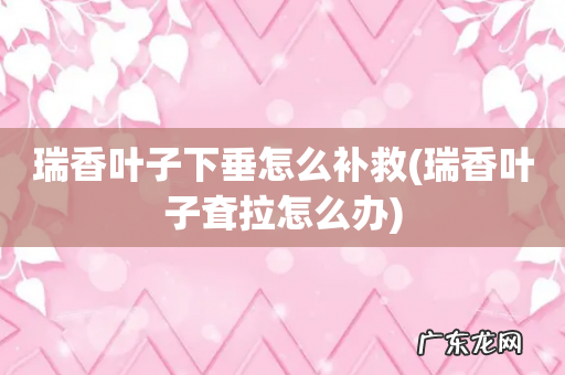 瑞香叶子耷拉怎么办 瑞香叶子下垂怎么补救