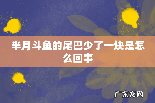 半月斗鱼的尾巴少了一块是怎么回事
