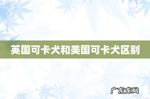 英国可卡犬和美国可卡犬区别