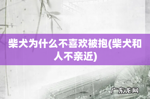 柴犬和人不亲近 柴犬为什么不喜欢被抱