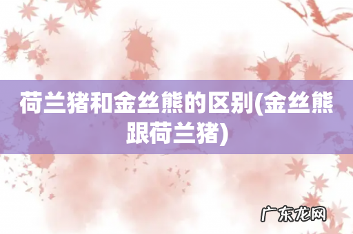 金丝熊跟荷兰猪 荷兰猪和金丝熊的区别