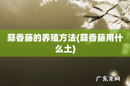 蒜香藤用什么土 蒜香藤的养殖方法