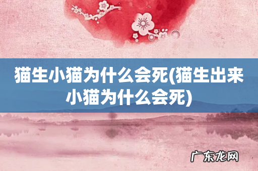 猫生出来小猫为什么会死 猫生小猫为什么会死