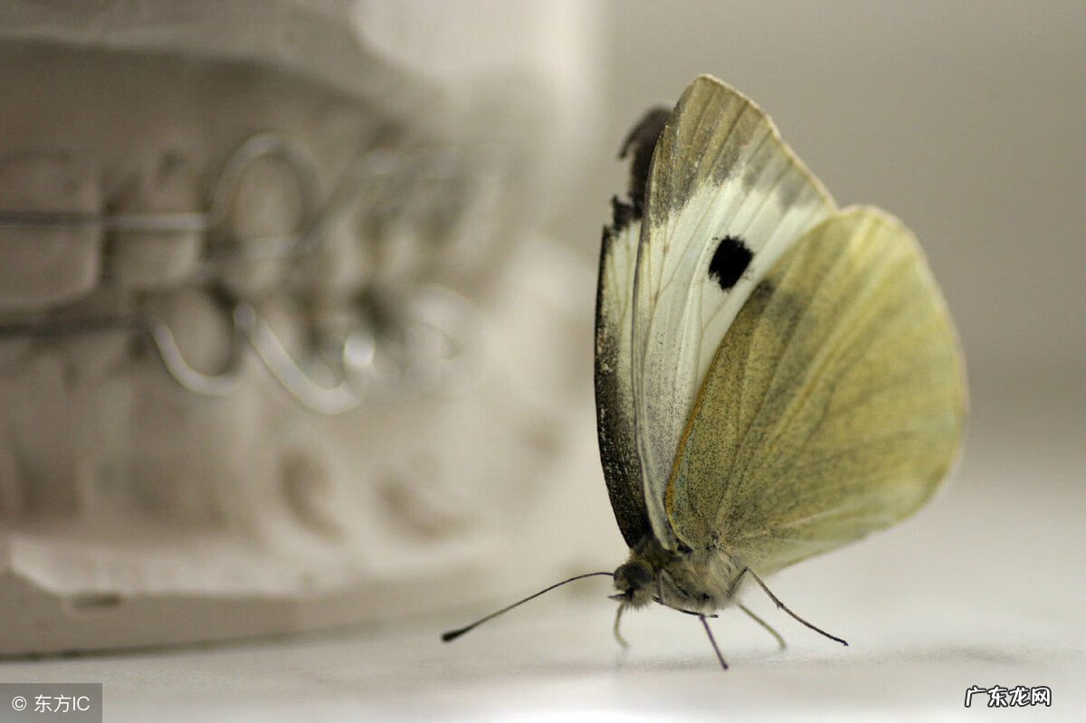 罗山县城图片 风水罗城图解