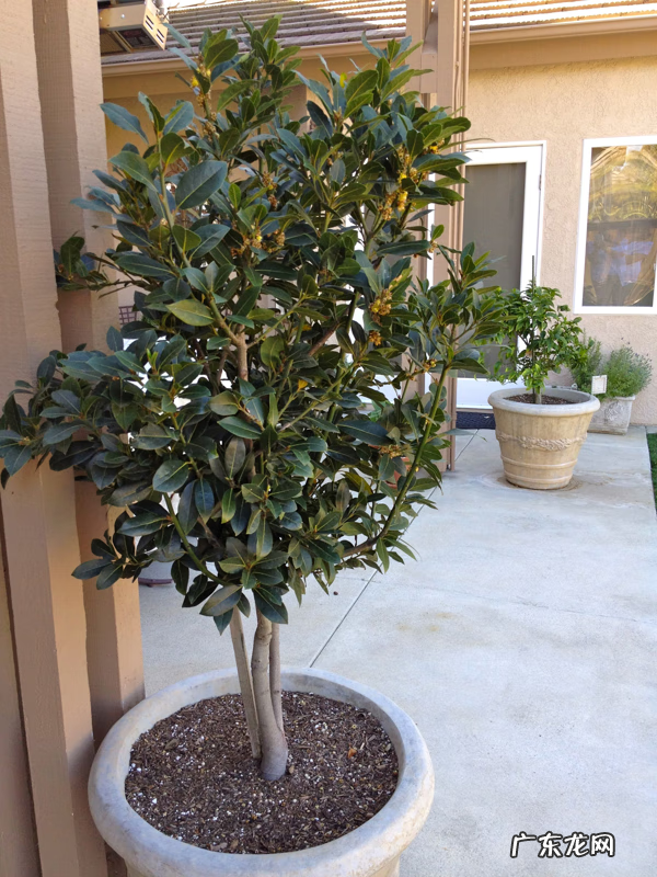 桂花月桂 风水 桂花