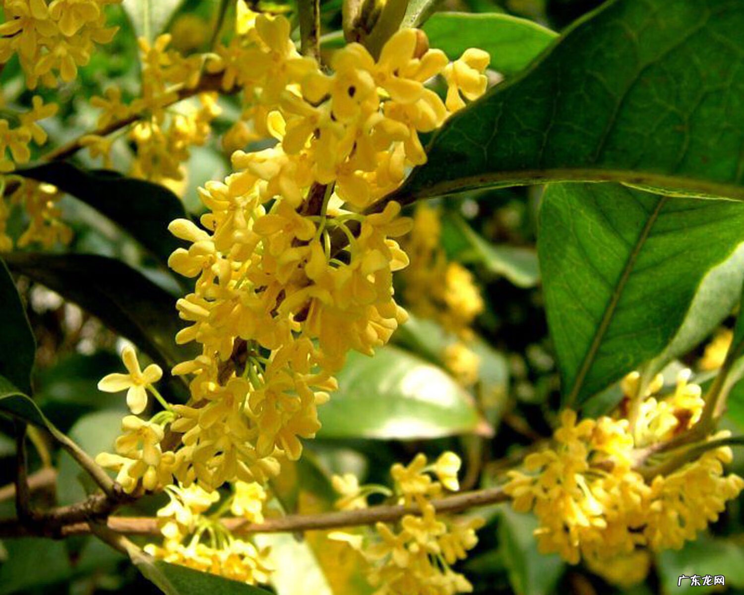 桂花月桂 风水 桂花