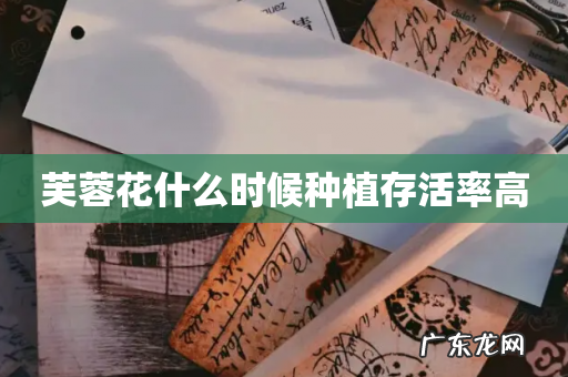 芙蓉花什么时候种植存活率高