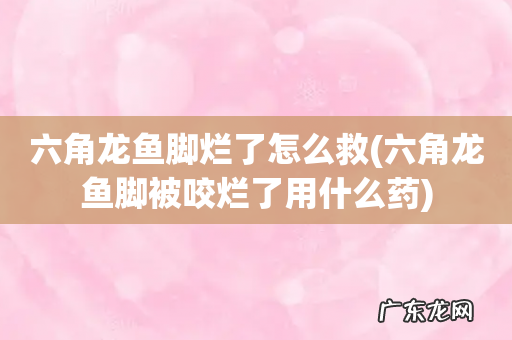 六角龙鱼脚被咬烂了用什么药 六角龙鱼脚烂了怎么救