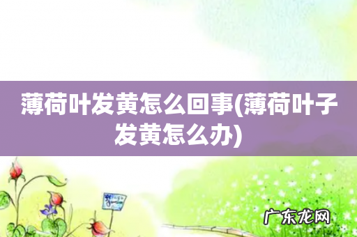 薄荷叶子发黄怎么办 薄荷叶发黄怎么回事