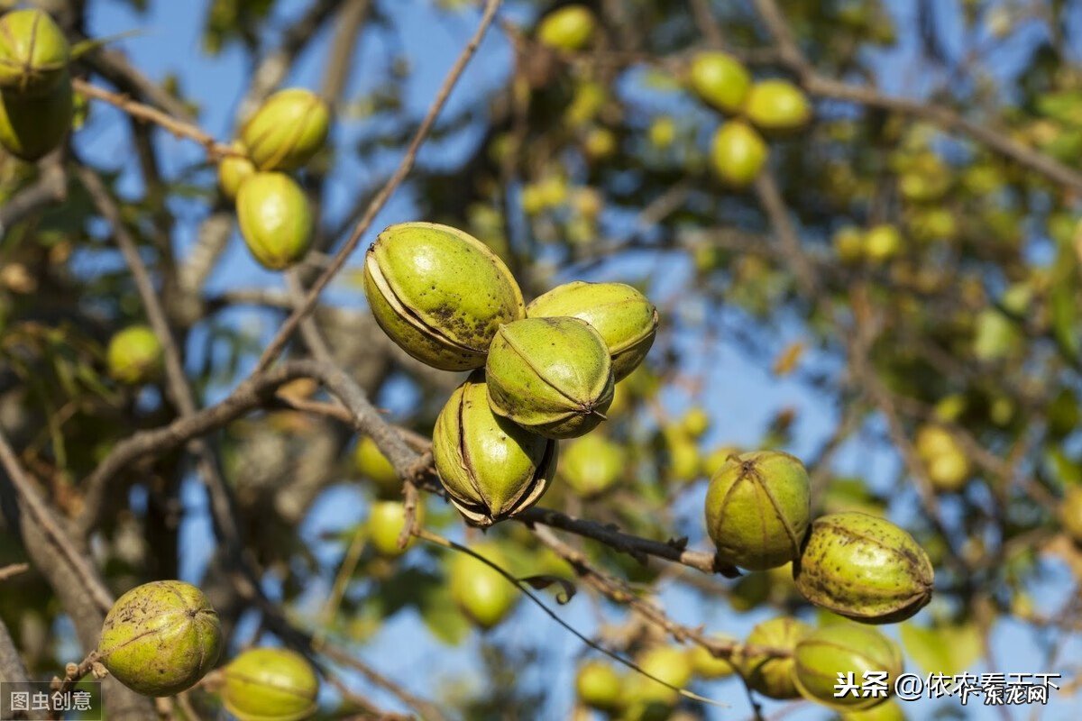 碧根果长什么样 碧根果图片