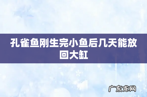 孔雀鱼刚生完小鱼后几天能放回大缸