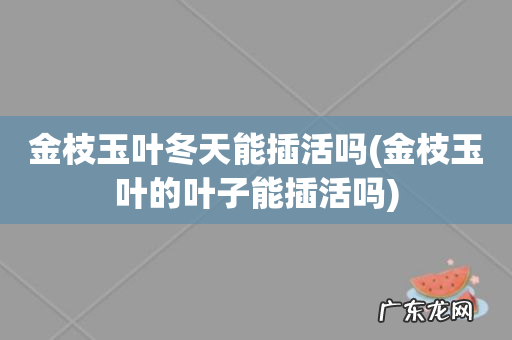 金枝玉叶的叶子能插活吗 金枝玉叶冬天能插活吗