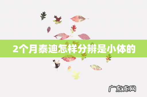 2个月泰迪怎样分辨是小体的