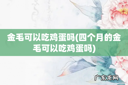 四个月的金毛可以吃鸡蛋吗 金毛可以吃鸡蛋吗