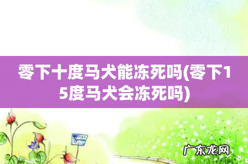 零下15度马犬会冻死吗 零下十度马犬能冻死吗