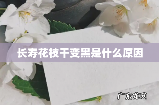 长寿花枝干变黑是什么原因