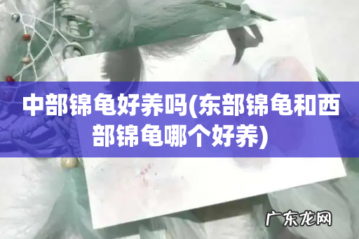 东部锦龟和西部锦龟哪个好养 中部锦龟好养吗