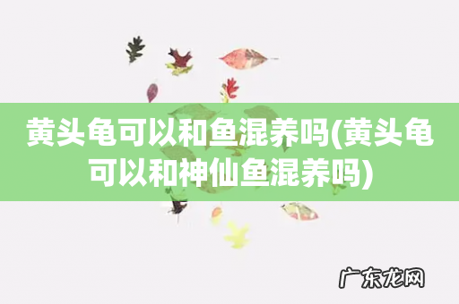 黄头龟可以和神仙鱼混养吗 黄头龟可以和鱼混养吗