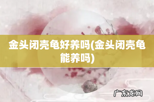 金头闭壳龟能养吗 金头闭壳龟好养吗