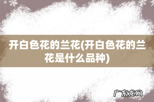 开白色花的兰花是什么品种 开白色花的兰花