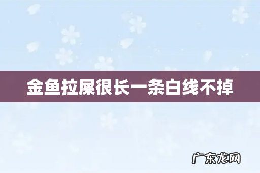 金鱼拉屎很长一条白线不掉