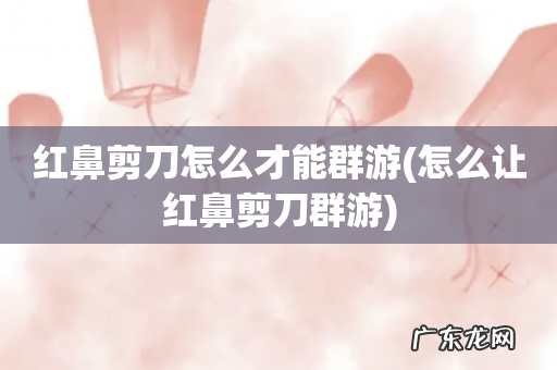 怎么让红鼻剪刀群游 红鼻剪刀怎么才能群游