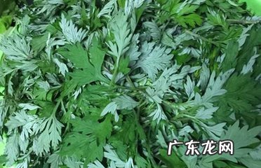 艾叶泡脚可以治感冒吗 艾叶泡脚能治疗感冒吗