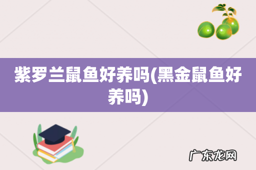 黑金鼠鱼好养吗 紫罗兰鼠鱼好养吗