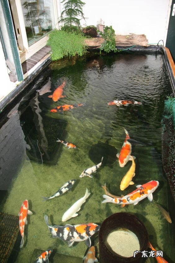 风水鱼池设计效果图 后花园景观鱼池设计