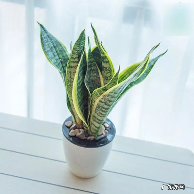 树木的风水作用和讲究(上 园林植物风水)