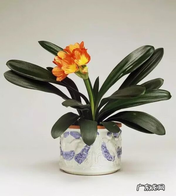 树木的风水作用和讲究(上 园林植物风水)